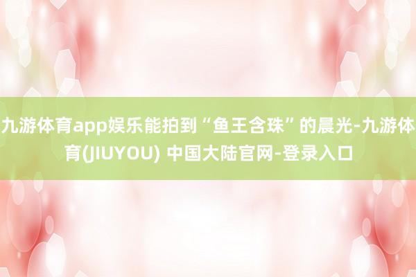 九游体育app娱乐能拍到“鱼王含珠”的晨光-九游体育(JIUYOU) 中国大陆官网-登录入口